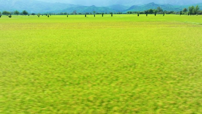 鸟瞰美丽的稻田万亩良田广袤无垠田地农田