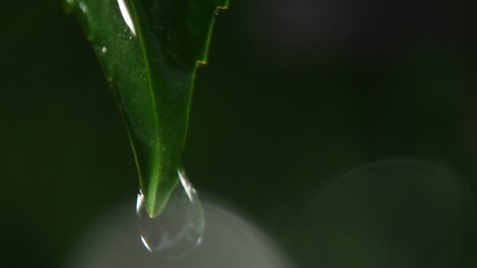 树叶尖上挂的水滴露珠雨珠水珠 叶尖滴水