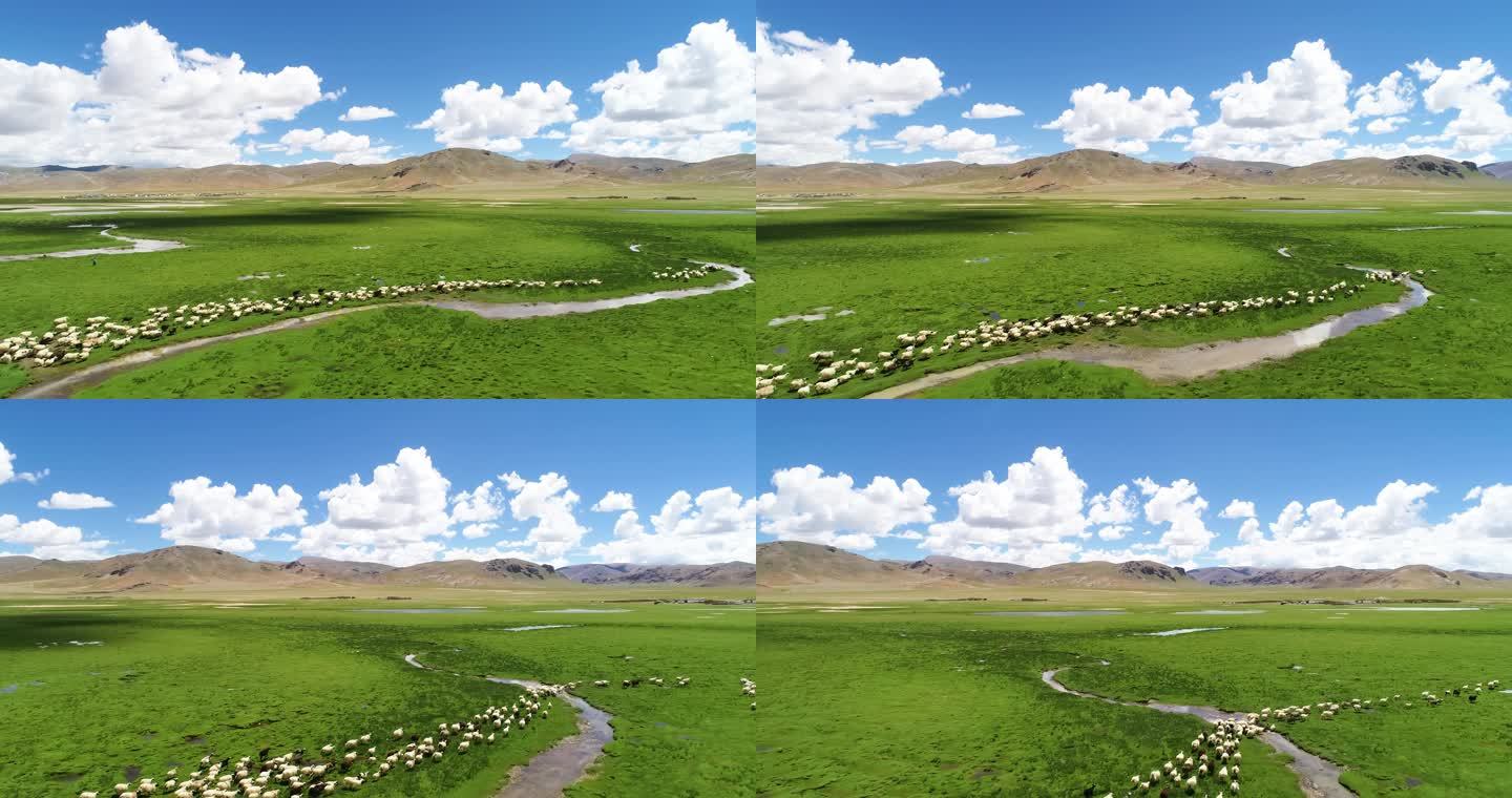 川西 理塘风光 理塘畜牧业 西藏畜牧业