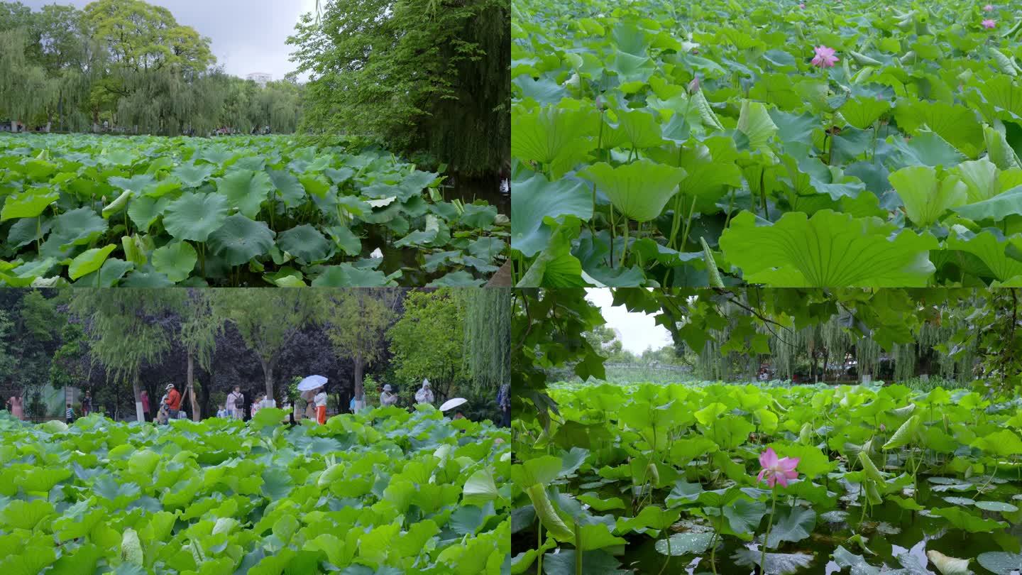 公园里的荷花盛开游客来来往往荷塘美景