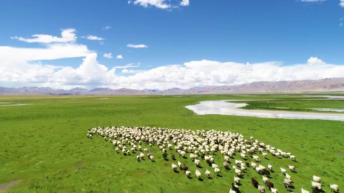 牛群马群羊群草场放牧 低碳 环保 草原