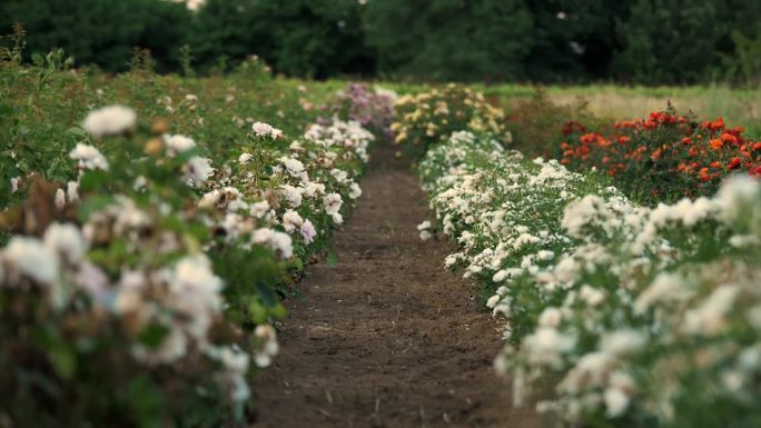 玫瑰新品种。一片玫瑰田。园艺公司。农业企业。花。