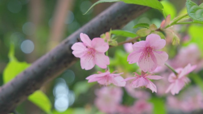 樱花盛开，粉红色美丽