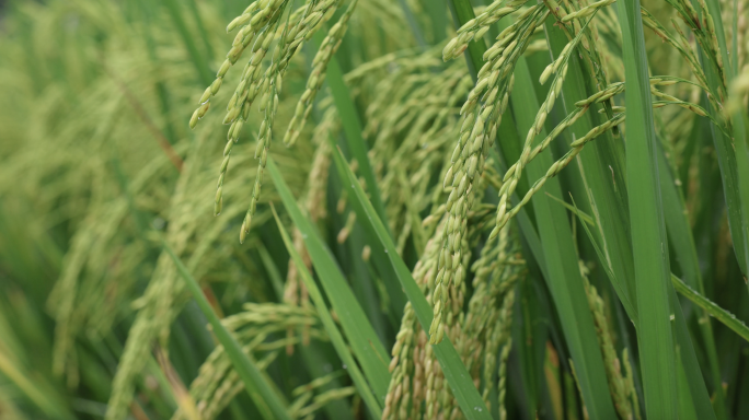 七月水稻生长