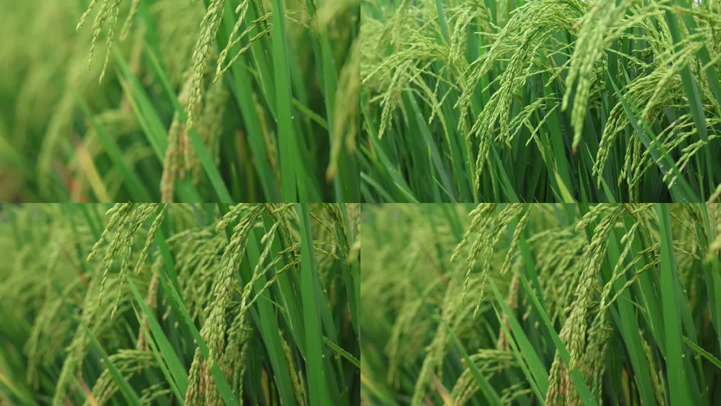 七月水稻生长