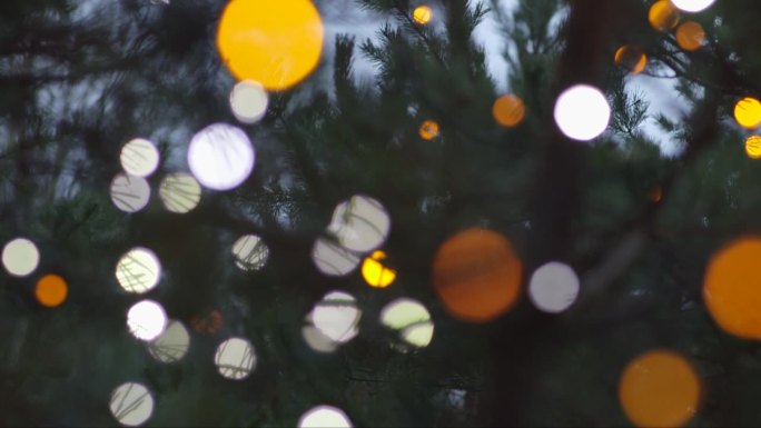 一串圣诞彩灯挂在森林里，在云杉树枝上显得不那么显眼