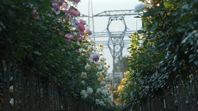农业企业为开发新型玫瑰花丛。日落。以群山为背景。玫瑰新品种。玫瑰花丛。