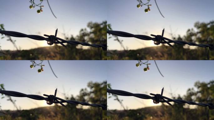 近距离拍摄的有刺铁丝网的剪影，在风中跳跃，夕阳的背光映照在美丽的、绿树成荫的牧场上。
