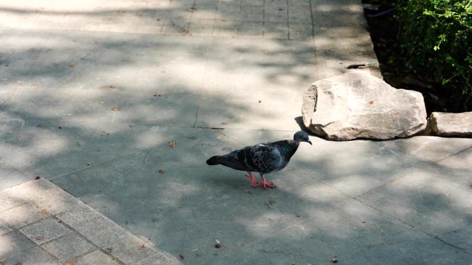 胖胖的鸽子看起来很肥沃，也许是因为他擅长吃东西，浅灰色的鸽子慢慢地走着，白天找食物吃，太阳明亮但风凉