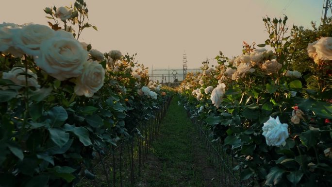 日落。园艺农场。一片玫瑰田。电力变电站。农业企业。以群山为背景。花。