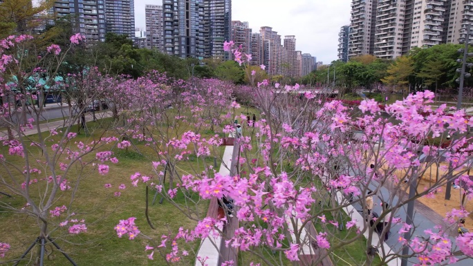 深圳南山春天后海中心河公园美丽花17