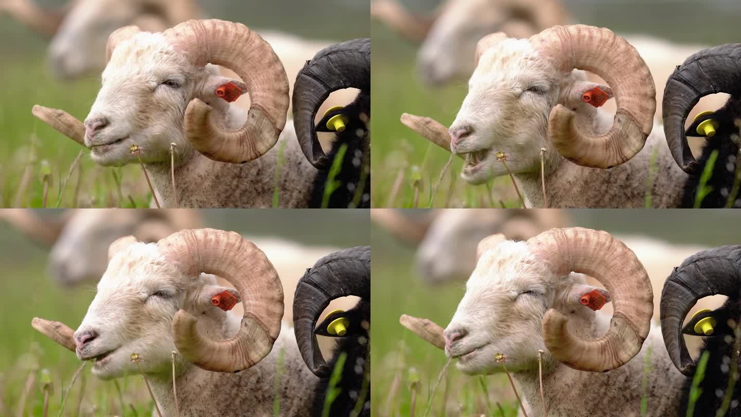 扭角羊，(传统斯洛伐克品种-原Valaska)在春天的草地上休息，眼睛半闭，咀嚼
