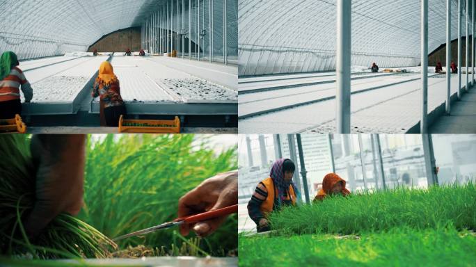 温室大棚 水培蔬菜 农业科技种植