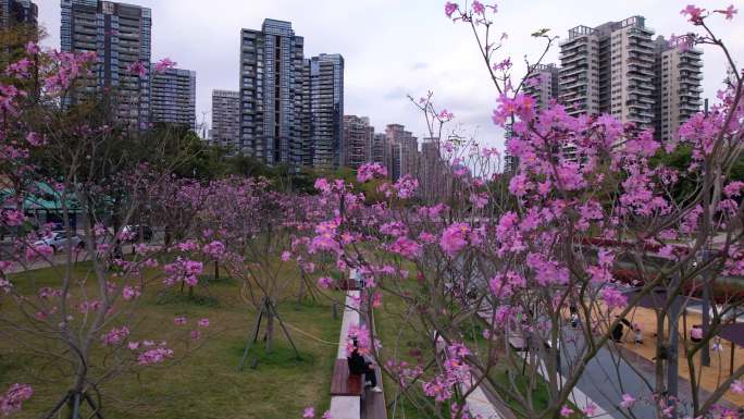 深圳南山春天后海中心河公园美丽花15