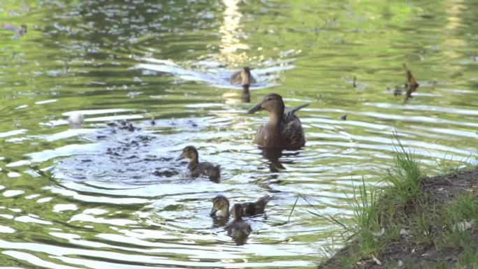 小鸭子在湖上游泳。野鸭在自然界。