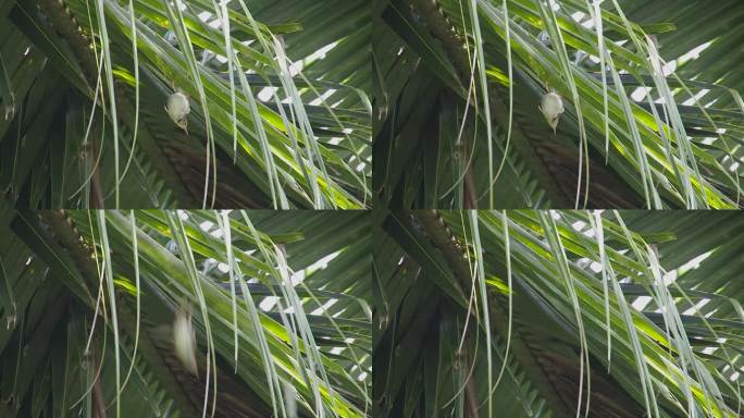 一只鸟从椰子树上起飞。