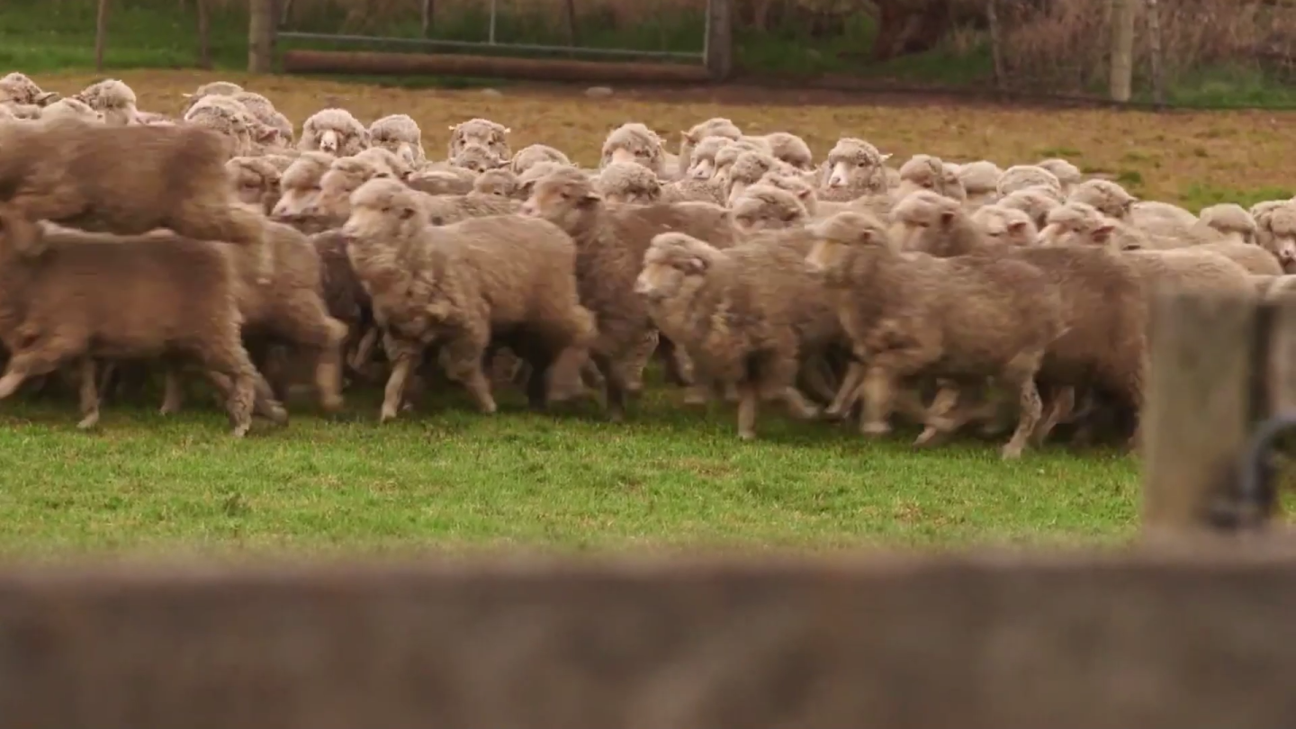 绵羊小羊吃草群体