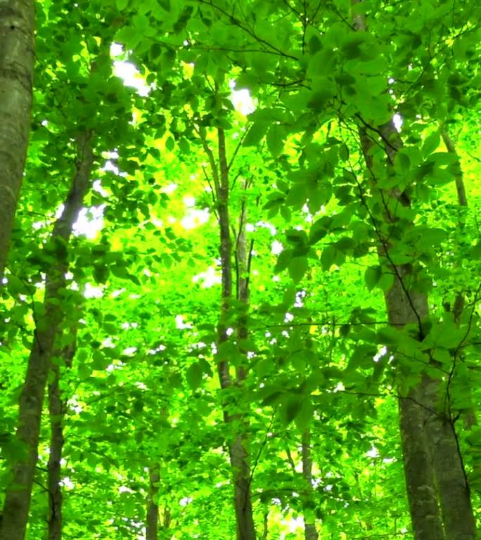 斑驳的阳光穿过新鲜的绿色山毛榉森林/青森县的武和八幡台国家公园