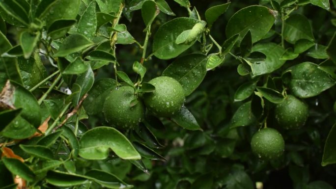 雨后树枝上有叶子的绿橘子。橘子的季节。新鲜成熟的橘子和树叶形象，柔和的焦点