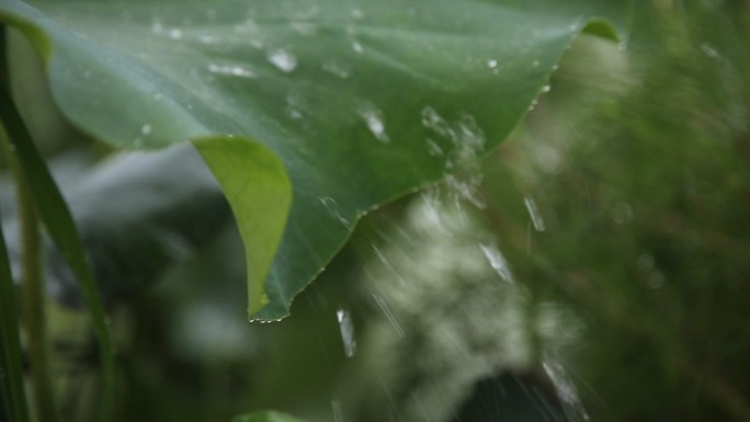 《荷叶上的雨滴》-开江万亩荷塘