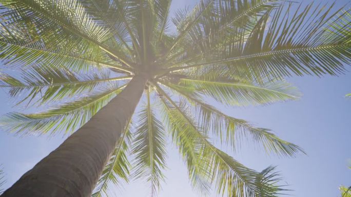 椰子树下观天。
