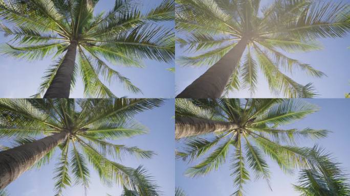 椰子树下观天。