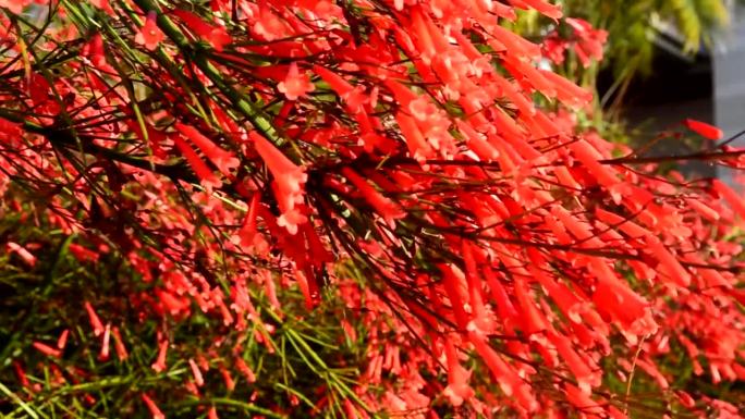 松叶牡丹(Penstemon pinifolius,Beardtongue)以红色花朵为自然背景。