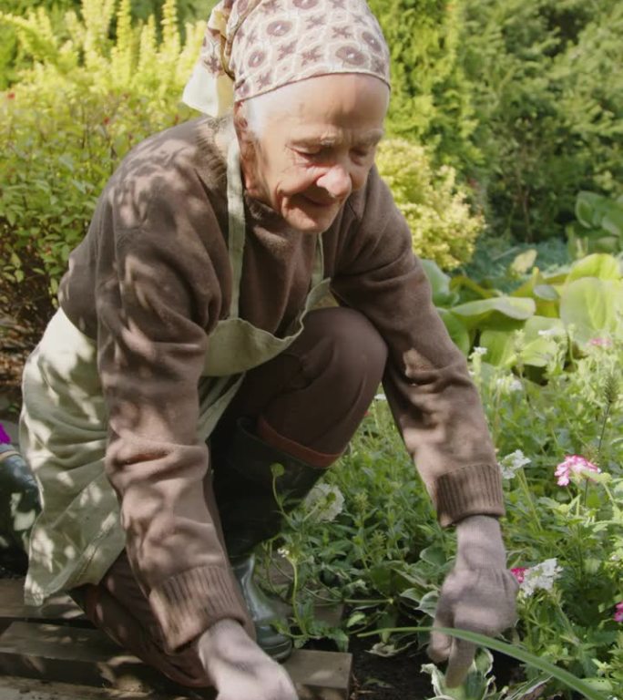 奶奶在后花园工作休闲活动健康生活爱心种植