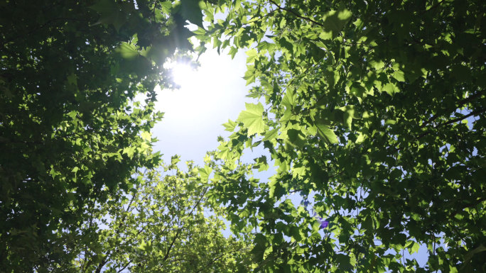 树林阳光蓝天树叶空镜