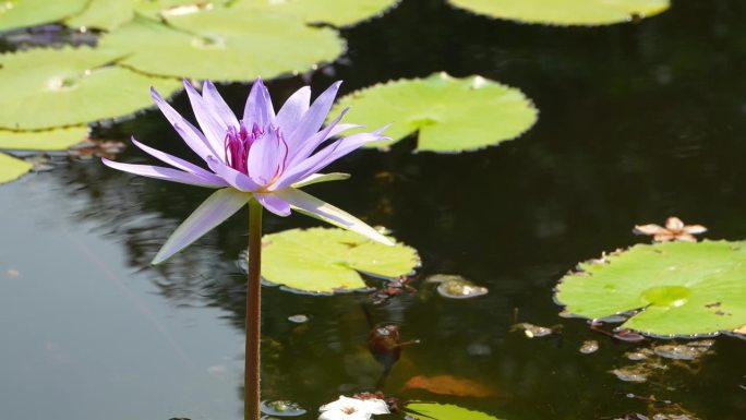 池塘里开着美丽的粉红色荷花和绿叶花。