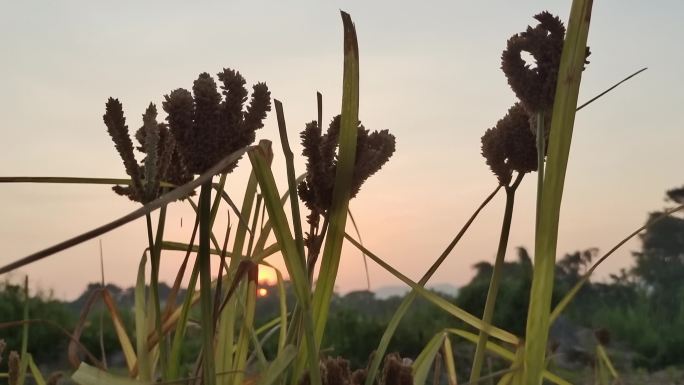 头状穗莎草秋季摆动微风户外头状穗莎草宁静