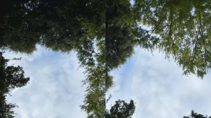 迷人的相机滚动运动揭示了一个迷人的视角，因为它上升，凝视着雄伟的树木框架对一个充满活力的天空广阔的广