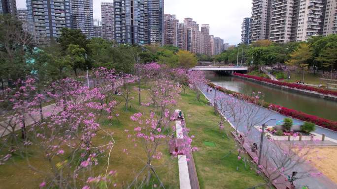 深圳南山春天后海中心河公园美丽花18