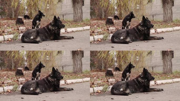 在乌克兰第聂伯罗市，无家可归的小狗和成年狗住在院子里，这是一窝小狗的后代