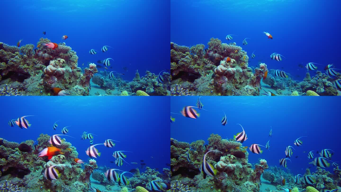 珊瑚礁旗鱼