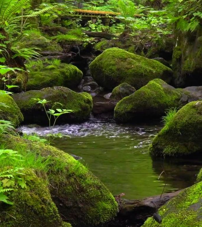 青森市武田市，宁静的水流穿过长满青苔的岩石