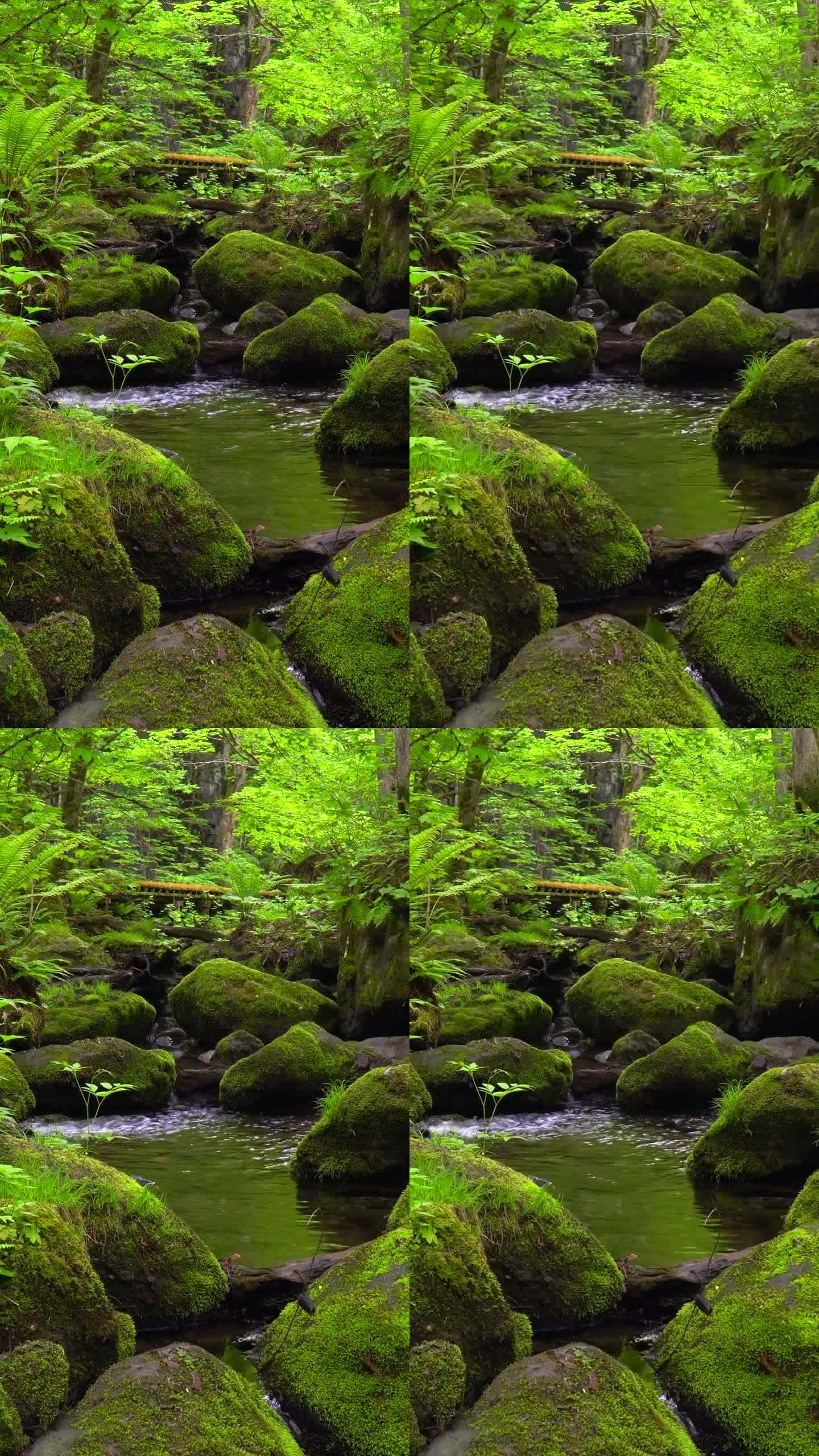 青森市武田市，宁静的水流穿过长满青苔的岩石
