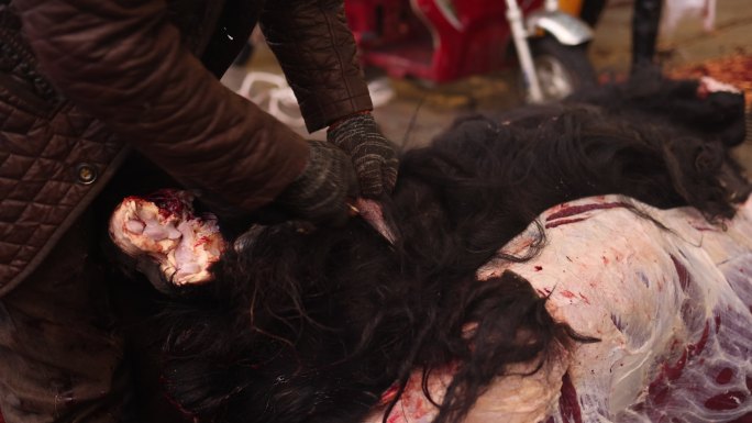 牦牛宰杀市场牛肉生产剥皮去骨动物肉类解剖