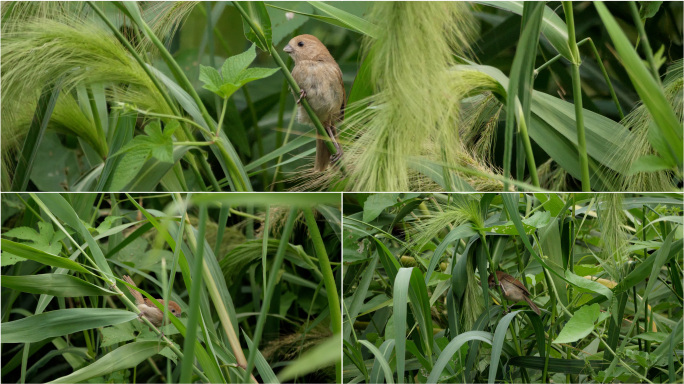 清新养眼的盛夏-芦苇丛中的棕头鸦雀
