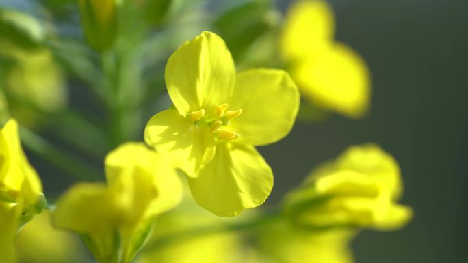 油菜花