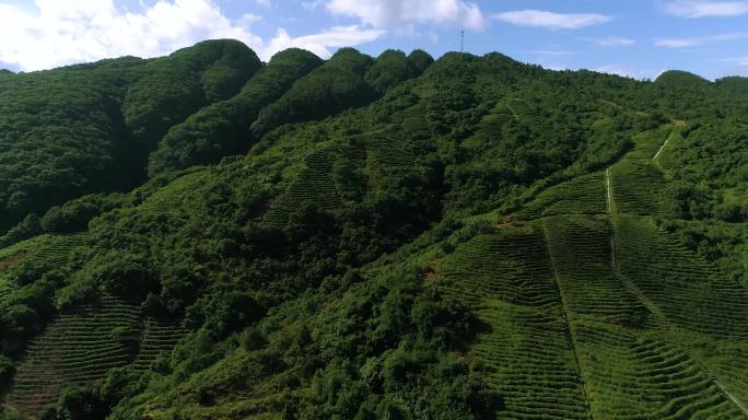 山顶梯田种茶航拍