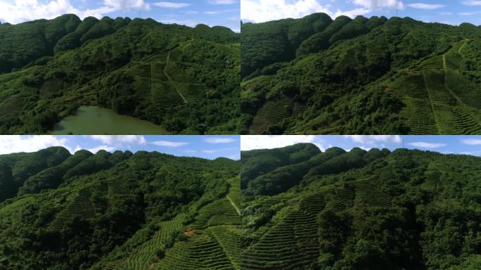 山顶梯田种茶航拍