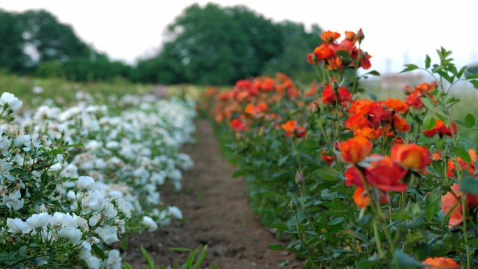 园艺公司。一片玫瑰田。农业企业。花。玫瑰新品种。