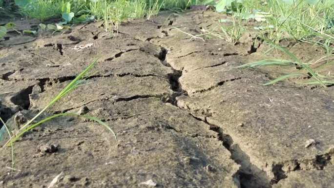 水田干旱大旱气候干燥泥巴爆裂泥土出现裂缝