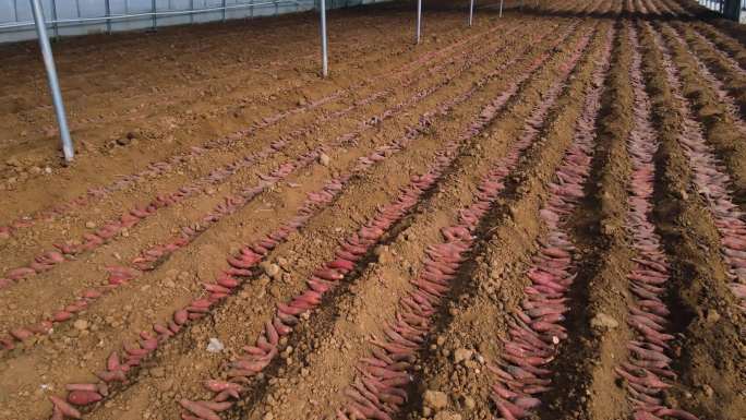 实拍温室大棚红薯种薯摆放 现代化农业空景