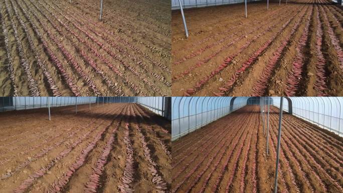 实拍温室大棚红薯种薯摆放 现代化农业空景