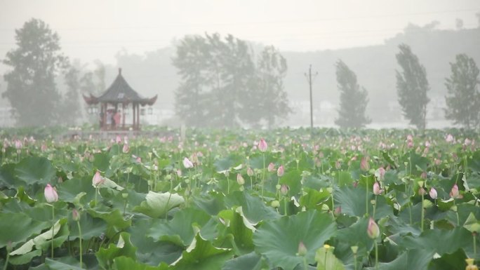 《雨中荷塘美景》--开江万亩荷塘