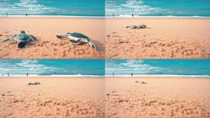 有人把两只小海龟放在沙滩上，看着它们向大海爬去
