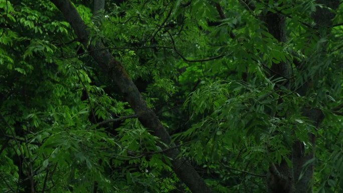 暴雨倾盆，夏季雷暴。绿色的树作为背景。多风多雨的天气，近距离拍摄带有散景的暗夜镜头。季节热带雨林风暴