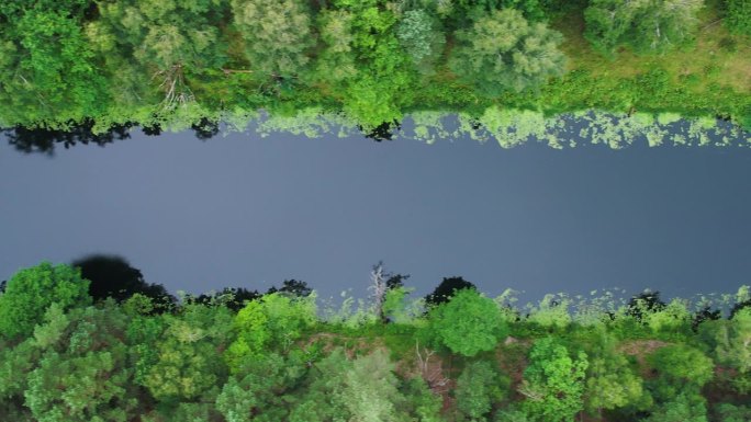 令人惊叹的鸟瞰图，茂密的常绿森林和河流。风景如画的河流流经波兰的荒野保护区。生态系统、自然、野生动物